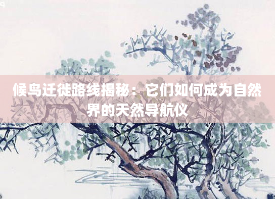 候鸟迁徙路线揭秘：它们如何成为自然界的天然导航仪