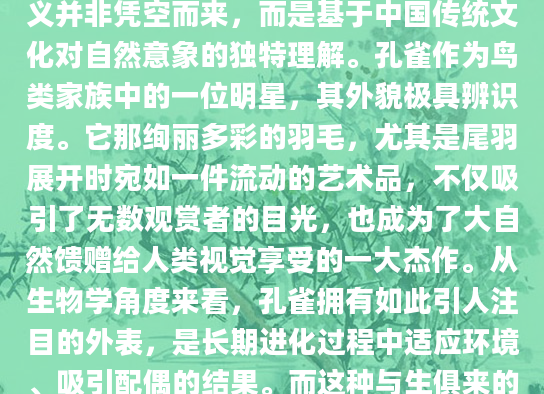 在古老的周公解梦体系中，孔雀常常被解读为象征着自信与美丽。这种象征意义并非凭空而来，而是基于中国传统文化对自然意象的独特理解。孔雀作为鸟类家族中的一位明星，其外貌极具辨识度。它那绚丽多彩的羽毛，尤其是尾羽展开时宛如一件流动的艺术品，不仅吸引了无数观赏者的目光，也成为了大自然馈赠给人类视觉享受的一大杰作。从生物学角度来看，孔雀拥有如此引人注目的外表，是长期进化过程中适应环境、吸引配偶的结果。而这种与生俱来的美丽，无疑赋予了它一种与生俱来的自信。